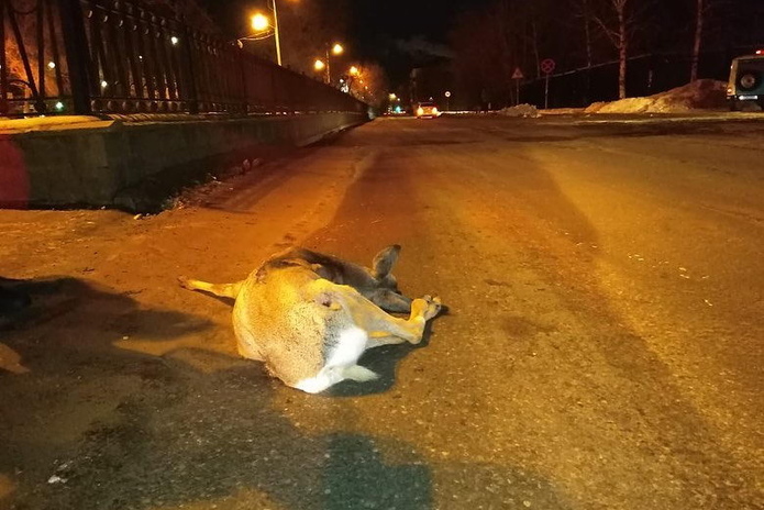 Сбита, но жива