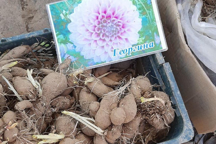 Саду – цвести – PR