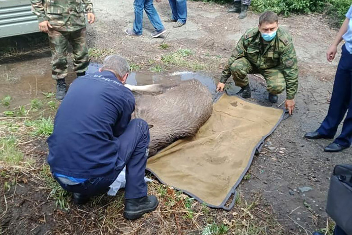 Спасли лосенка
