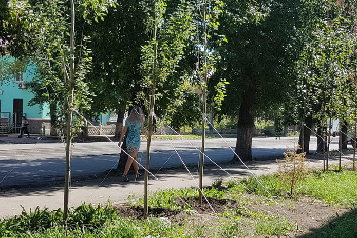 Тополята прижились