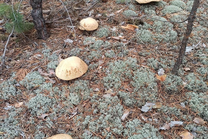 По лесу с ножом