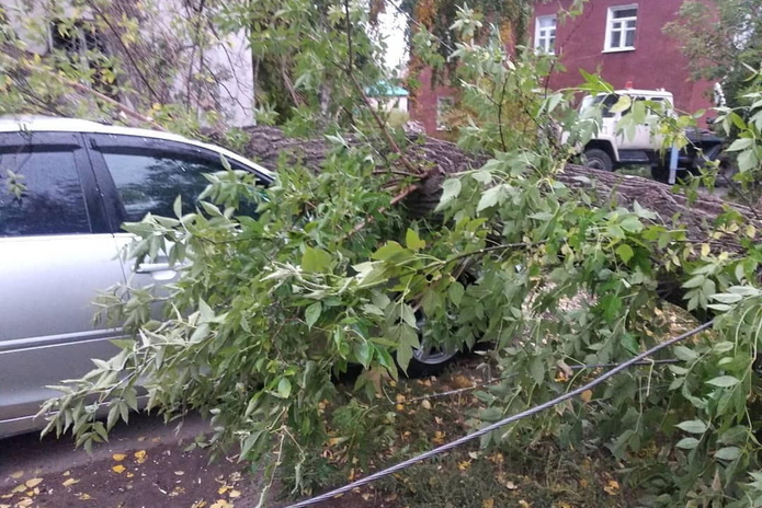 Старое дерево