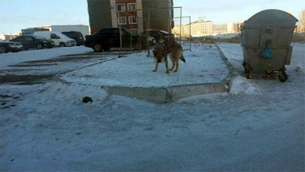 12.12.2018 | Год собаки 2018 12.12.2018 | Год собаки 2018