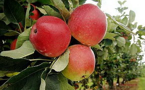 Scientists have used DNA evidence to locate where the first eating apple grew 