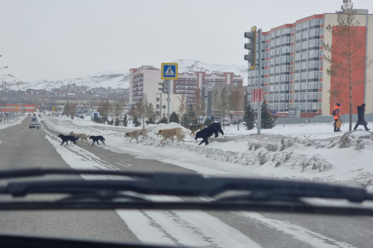 Усть-Каменогорск – Акимат Усть-Каменогорска ответил на рассылку жутких фото  с собаками