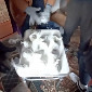 В ВКО житель села хранил наркотики в литровой банке