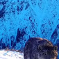 В ВКО снежный барс перенастроил фотоловушку