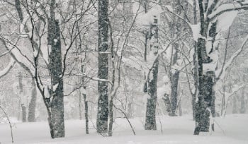 Метель ожидается в Усть-Каменогорске