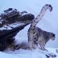 Двух снежных барсов 