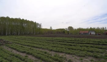 В ВКО планируют высадить 15,7 миллиона деревьев