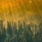 ДЧС ВКО просит не посещать леса
