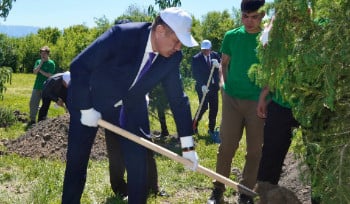 В районах ВКО продолжают высаживать деревья
