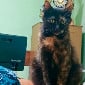 В полиции ВКО служат даже кошки