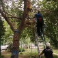 В Усть-Каменогорске подросток застрял на дереве
