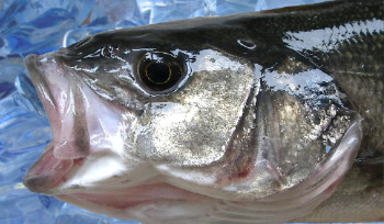 В Казахстане для мониторинга рыб заработала система e-Fish