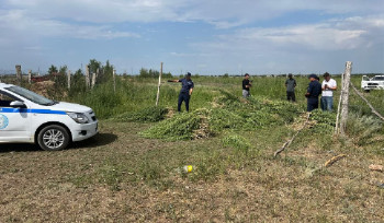 В ВКО полиция уничтожила свыше 8 тысяч кустов конопли