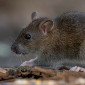 На мусорных площадках Усть-Каменогорска избавляются от крыс