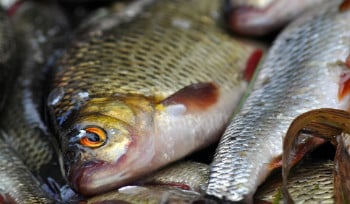 К 2030 году в ВКО планируют выращивать почти 10 тысяч тонн рыбы в год