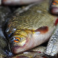 К 2030 году в ВКО планируют выращивать почти 10 тысяч тонн рыбы в год