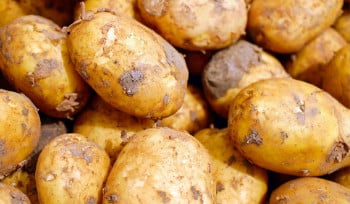 Рекордный урожай лука и картофеля будет в этом году в Казахстане