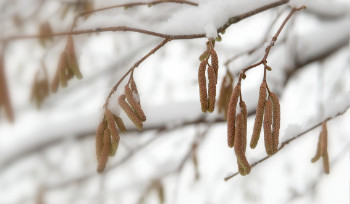 В ВКО, по прогнозу, ноябрь будет мокрым и холодным