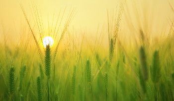 Рекордный по объему урожай собран в Казахстане