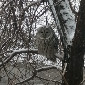 Сова вместо аиста: редкая птица прилетела к роддому в Усть-Каменогорске