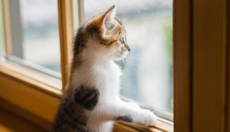 Строительные компании ВКО обязали устанавливать защиту на окна