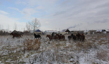 В Усть-Каменогорске потеряли табун лошадей