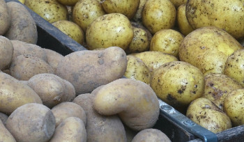 Устькаменогорцев приглашают на субботние ярмарки