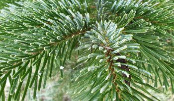 С 1 декабря усиливается охрана хвойных деревьев