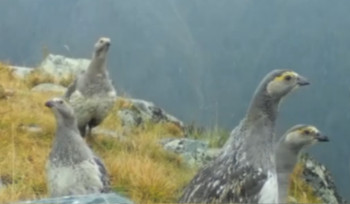 Редкая птица попала в фотоловушку в ВКО