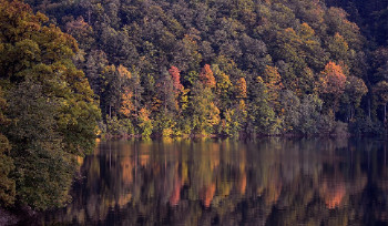 270 миллионов деревьев высажено за год в Казахстане