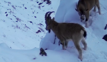 Сибирские горные козлы попали в объектив фотоловушки в ВКО