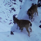 Сибирские горные козлы попали в объектив фотоловушки в ВКО