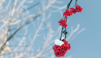 В Усть-Каменогорске ожидается сильный ветер и метель