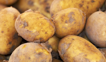 В Усть-Каменогорске пройдут сразу четыре сельскохозяйственные ярмарки