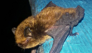 Редчайшую летучую мышь из Красной книги заметили в ВКО