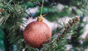 В Казахстане мошенники продают несуществующие елки