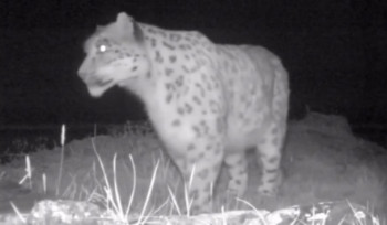 Снежного барса засняла фотоловушка Катон-Карагайского нацпарка