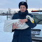 Раненого лебедя спасли в ВКО