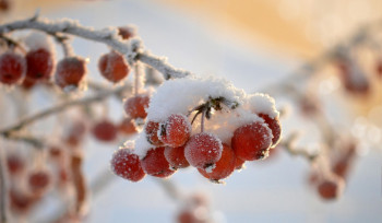 До -40 градусов мороза несет в Казахстан антициклон