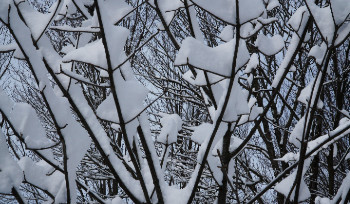 В ВКО ожидается метель и сильный ветер