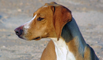 В Усть-Каменогорске ежедневно производится отлов бродячих собак