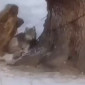 В области Абай очевидцы сняли волка, сидящего на цепи