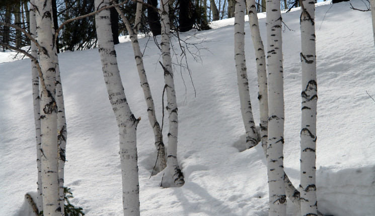 В ВКО март будет теплее нормы