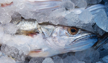 Четыре тонны незаконно добытой рыбы пытались ввезти в Усть-Каменогорск
