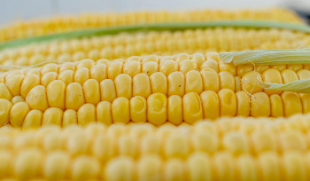 В этом году в Казахстане будут в основном выращивать кормовые культуры, кукурузу и картошку