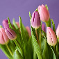 Мошенники начали предлагать в сети тюльпаны по сниженным ценам