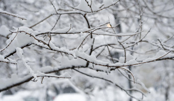 Снегопады ожидаются в Казахстане